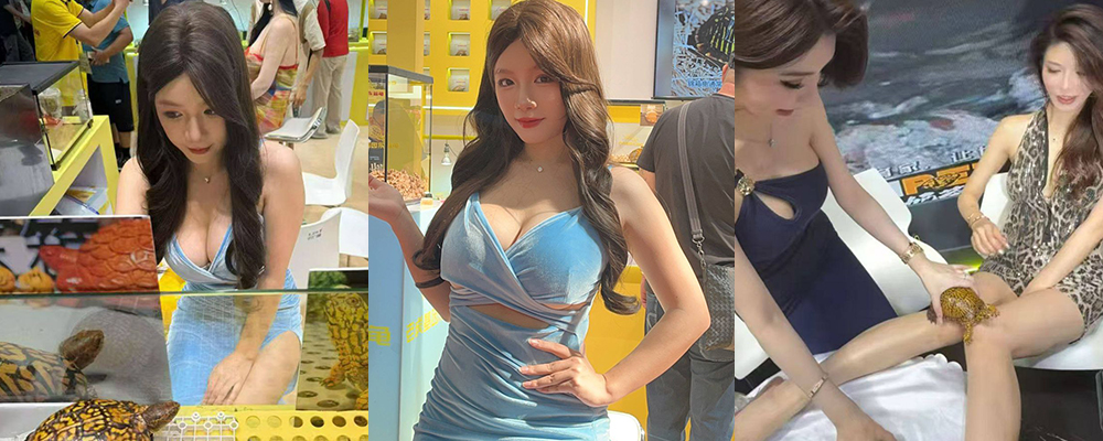 广东顺德世界名龟展惊现擦边戏码 爆乳网红站台上各种卖弄风骚 现场让乌龟玩奶羡煞一众痴汉