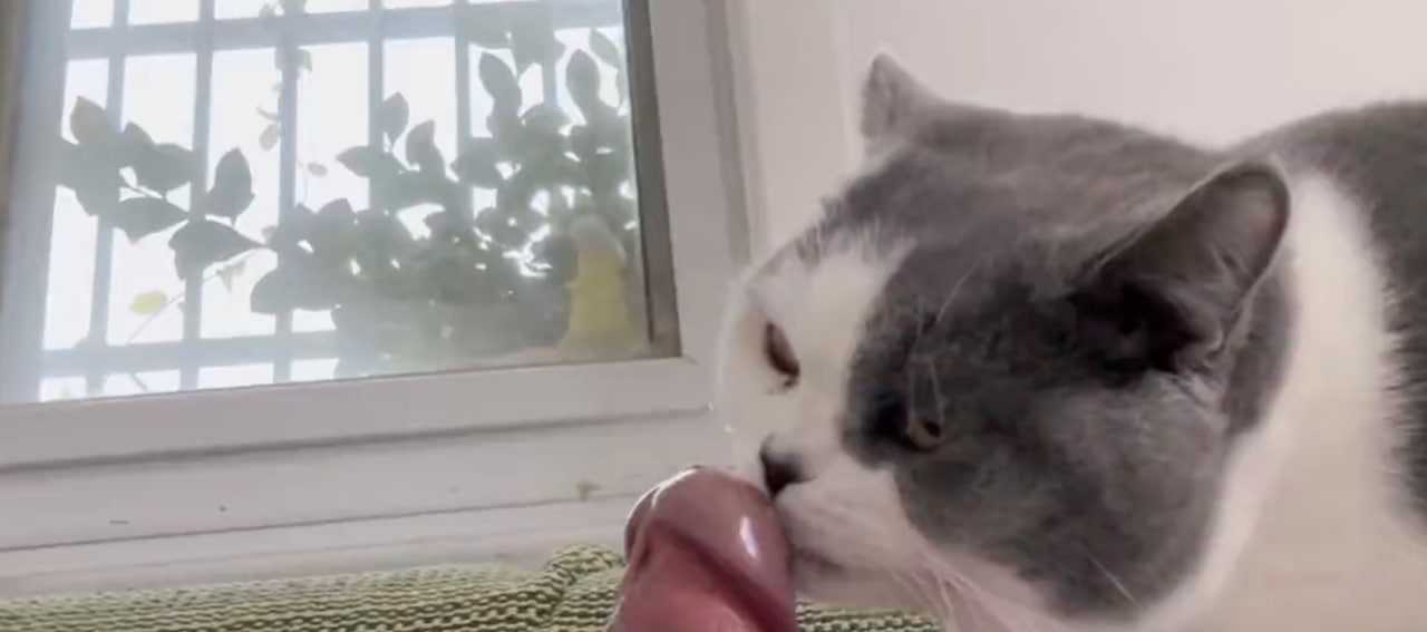 英短猫猫舔大棒棒 大无语事件 这一切的背后到底是道德的沦丧,还是人性的扭曲