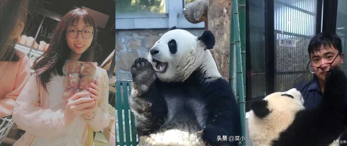 『三观震惊!!!』外表斯斯文文对熊猫超有爱心的网红饲养员 发箍奶爸『张粤』居然是个渣男 拔吊无情!!『视频曝光』