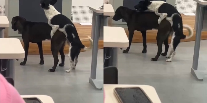 浙江理工上课的时候两只狗在讲台前交配,全在围观狗日狗
