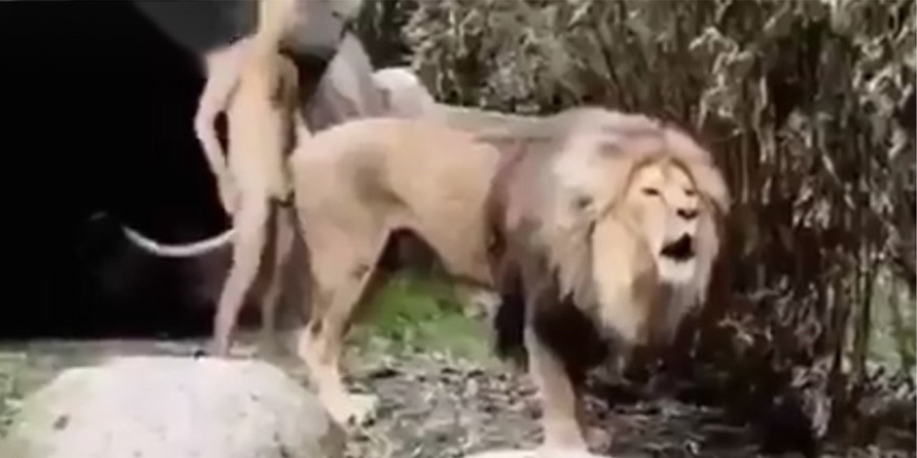 最牛逼的性交场面!大神后入狮子王!操的狮子嗷嗷叫 太牛逼了!