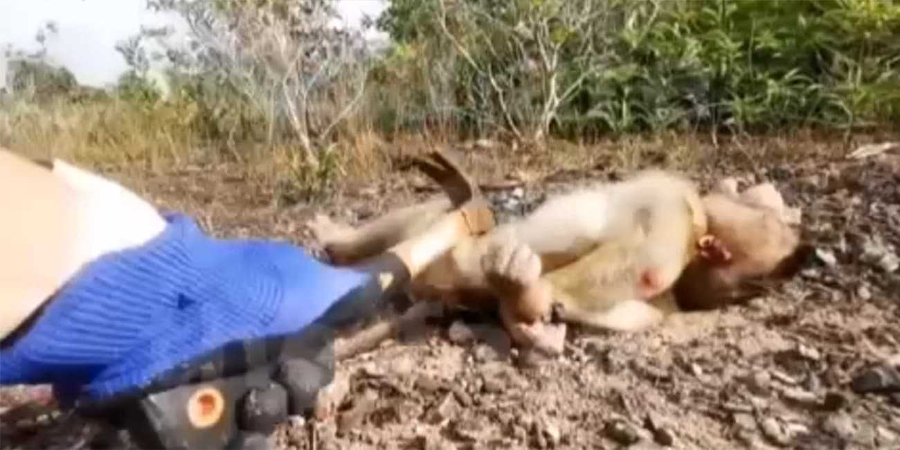 恶魔人虐待猴子 各种酷刑实施 钉子定手脚 惨不忍睹