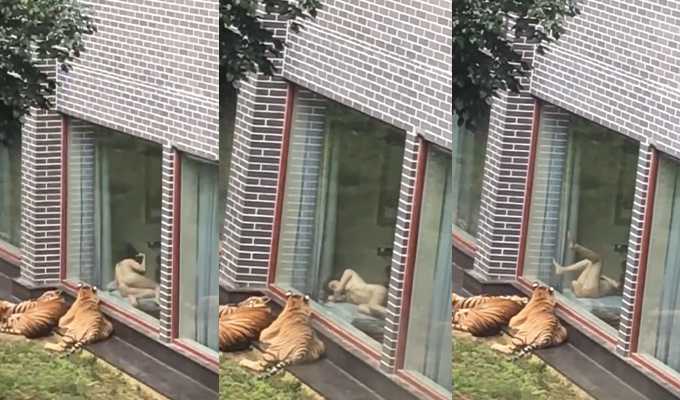 动物管理员不穿衣服给老虎看骚逼?这是什么操作 ?